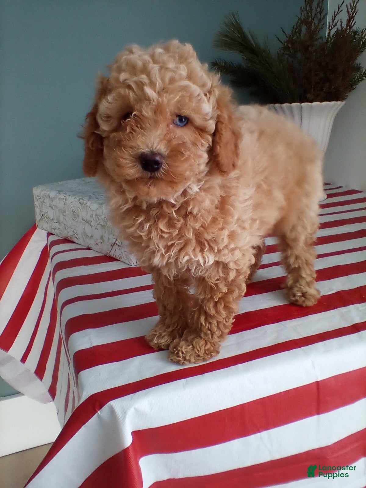 Miniature Poodle dogs Juniper - Ad 38
