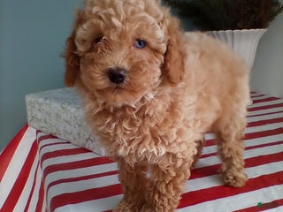 Miniature Poodle dogs Juniper - Ad 38