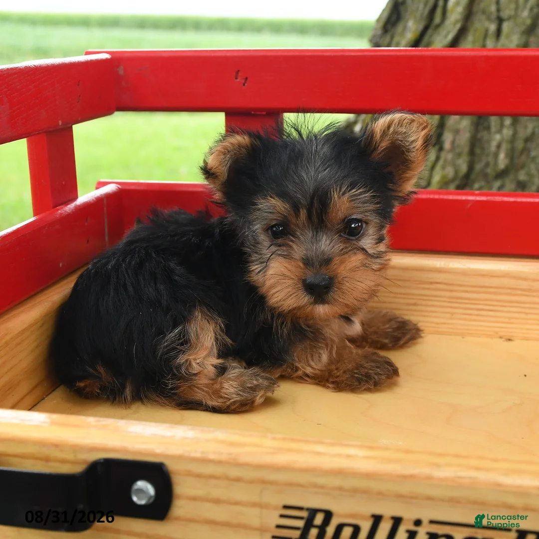 Yorkshire Terrier dogs for sale: Conner - Ad 3