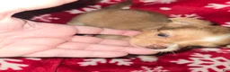 Chihuahua dogs for sale: Long Hair Red boy - Ad 1