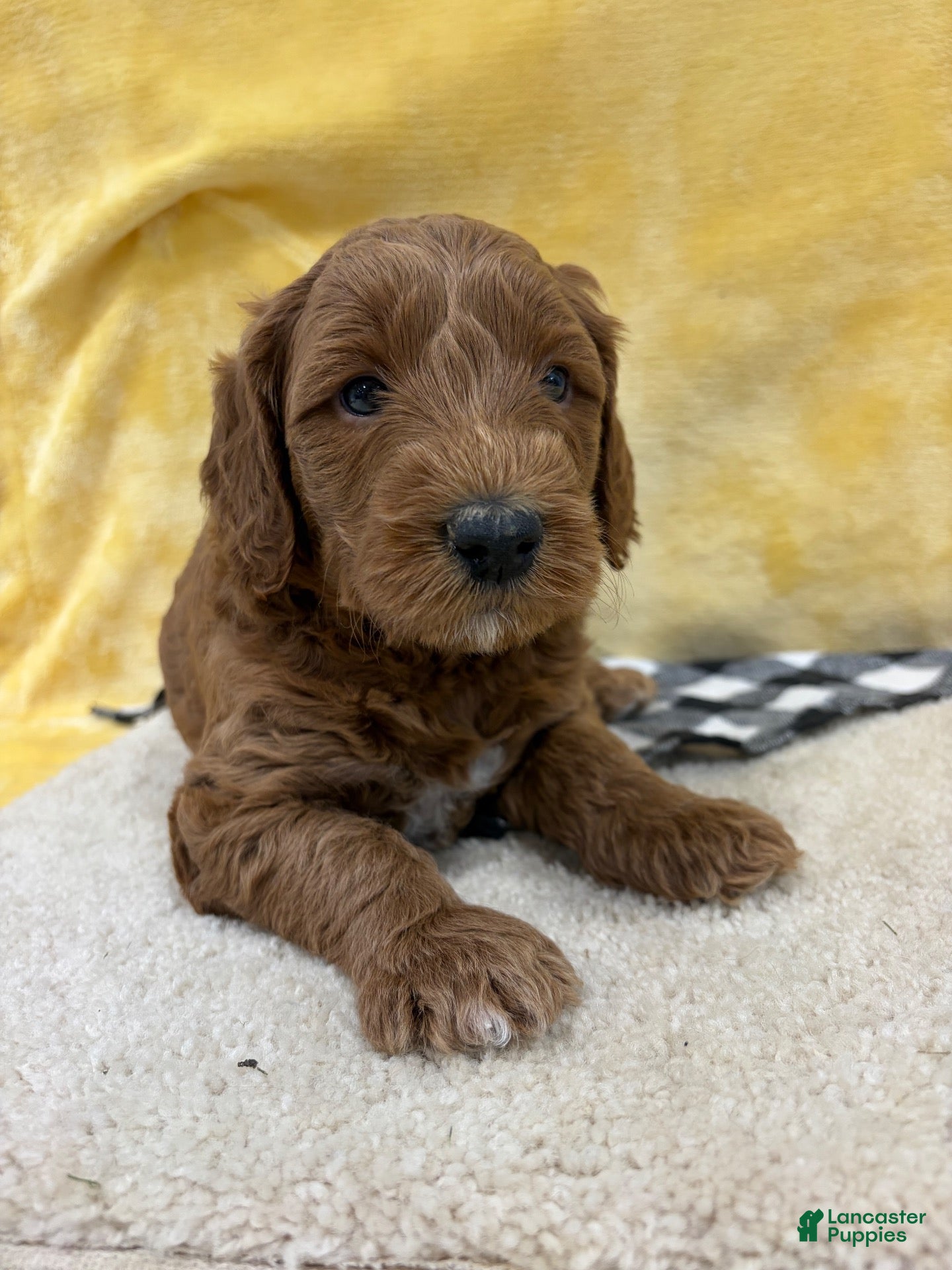 Mini Goldendoodle dogs Sparky - Ad 2