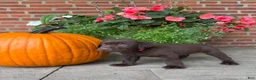 Labrador Retriever dogs for sale: Marley - Ad 2