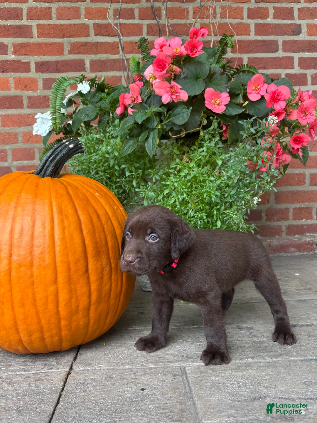 Labrador Retriever dogs for sale: Marley - Ad 2