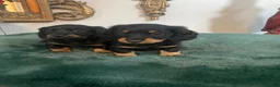 Dachshund dogs for sale: Dachshund 2 - Ad 10