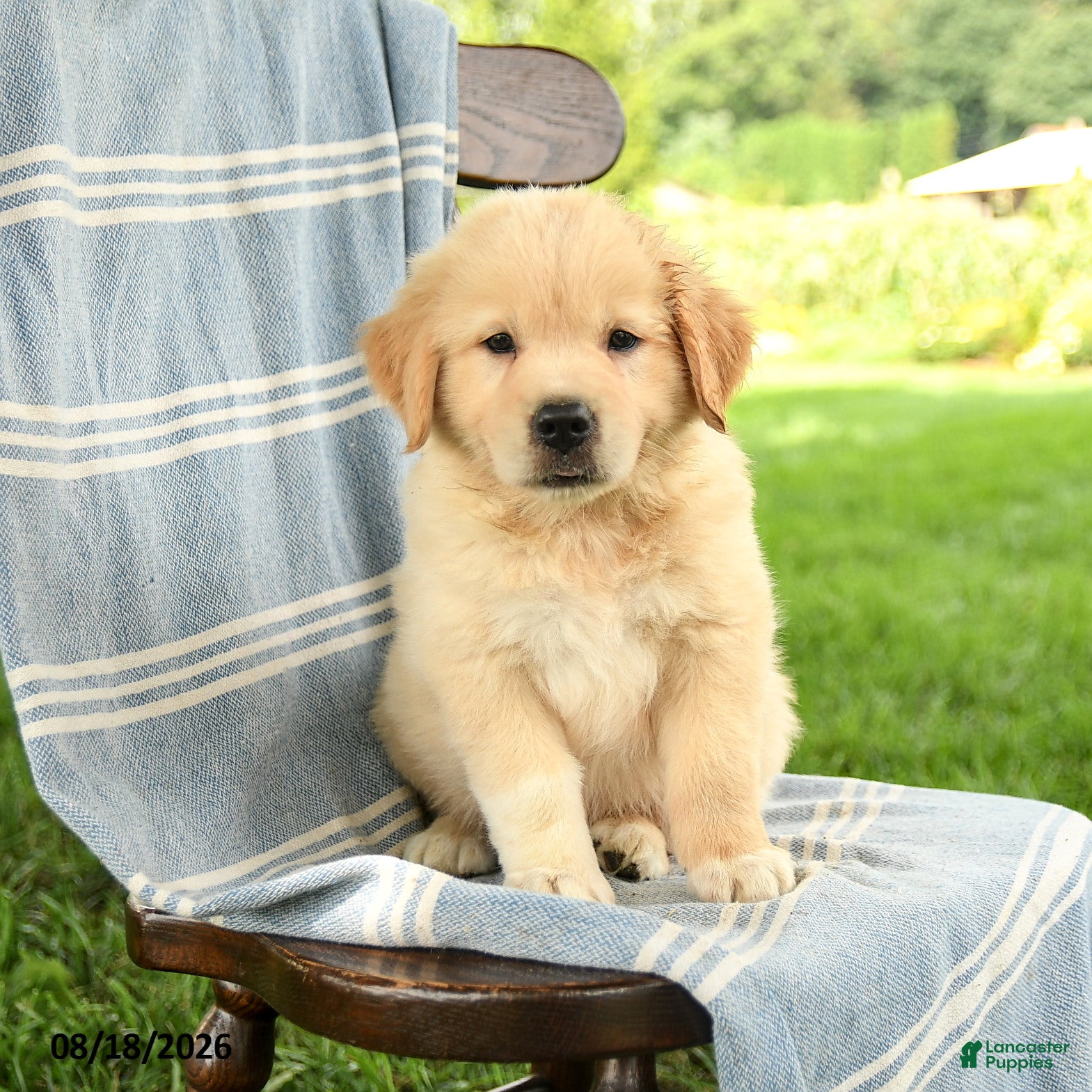 Mixed Breed dogs Casper - Ad 2