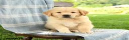 Mixed Breed dogs for sale: Casper - Ad 2