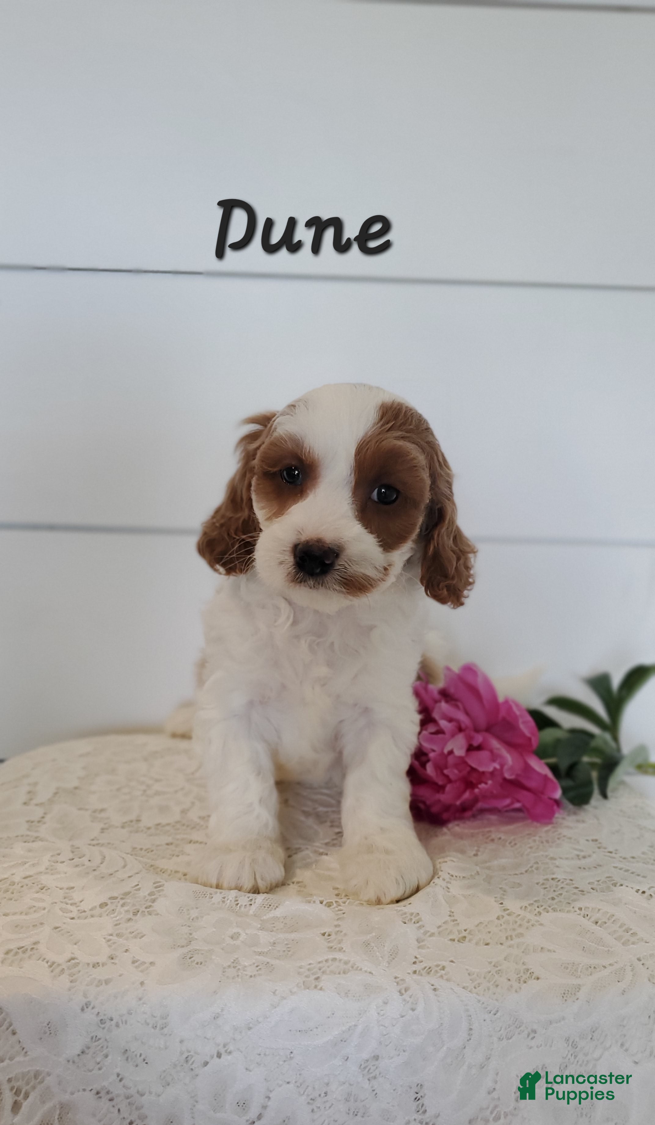 Cavapoo dogs Dune - Ad 3