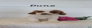 Dune