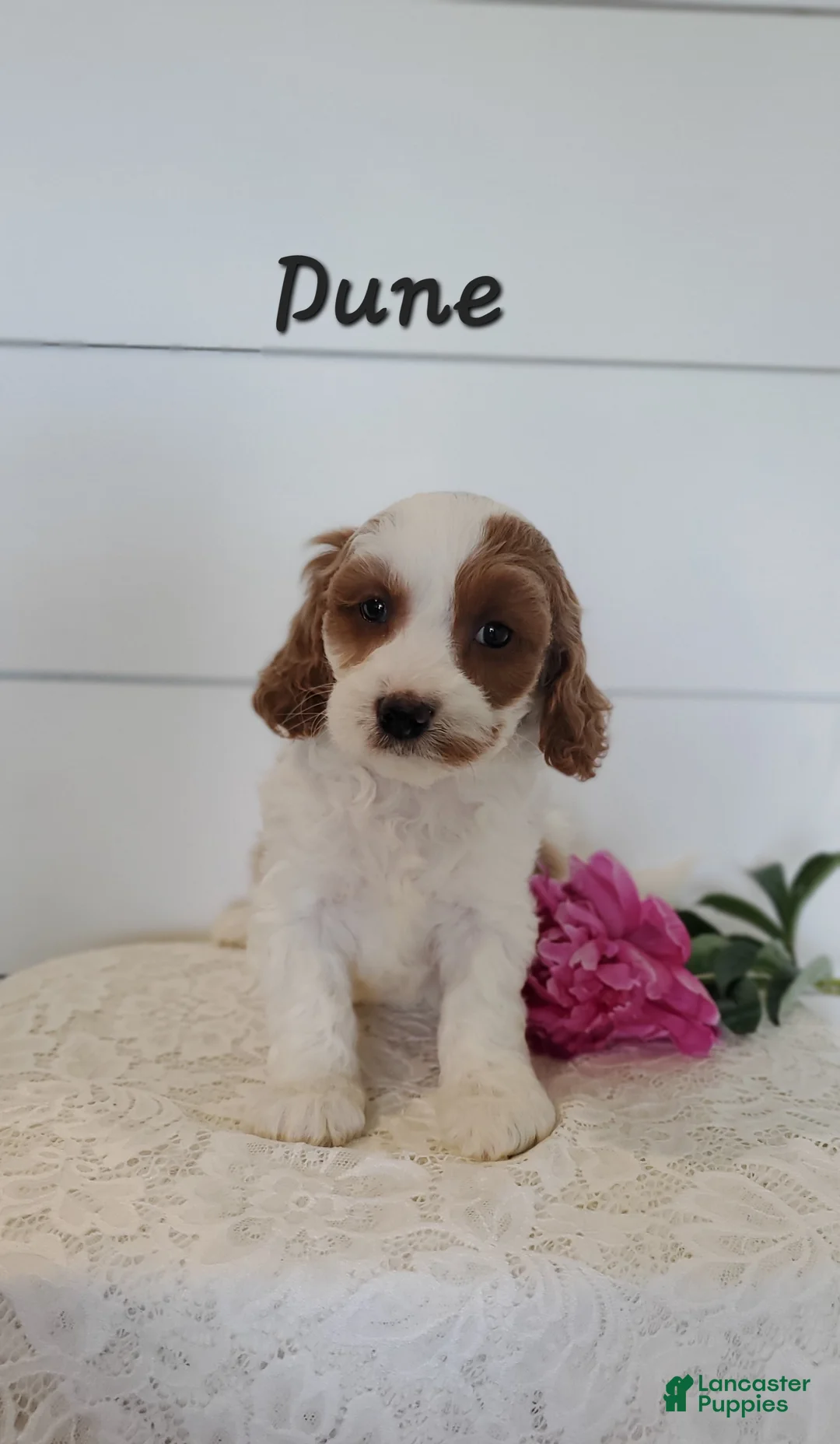 Cavapoo dogs for sale: Dune - Ad 1