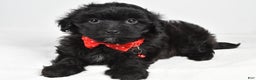 Maltipoo dogs for sale: Midnight - Ad 1