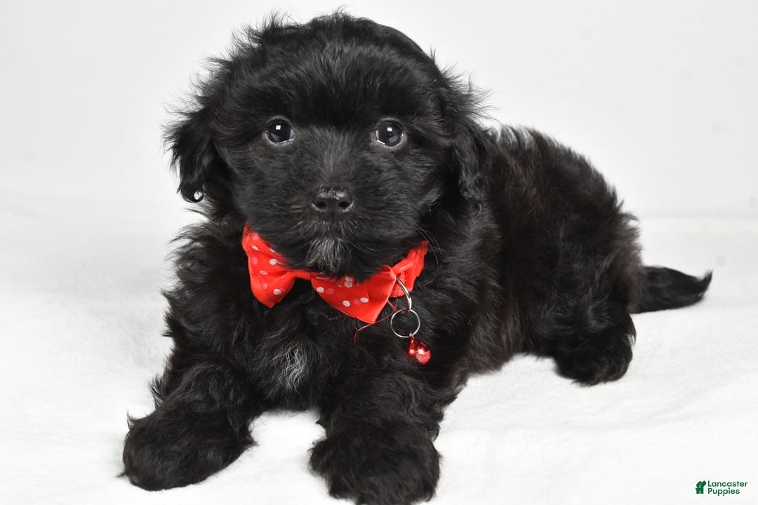 Maltipoo dogs for sale: Midnight - Ad 1