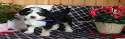 Bernedoodle dogs for sale: Shotgun - Ad 10