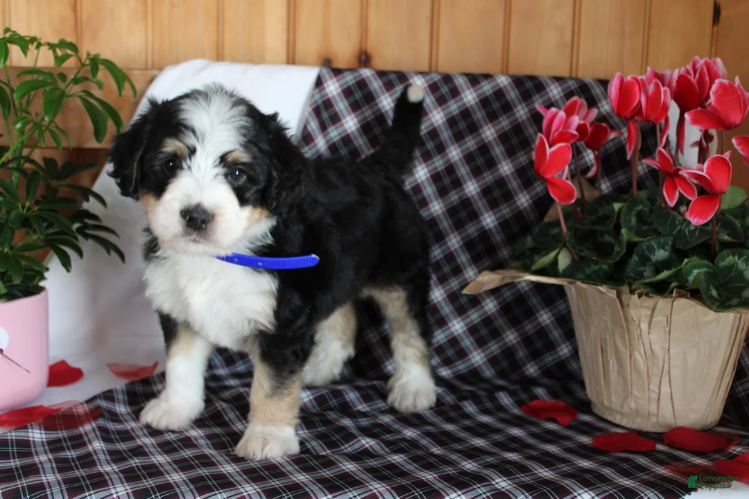 Bernedoodle dogs for sale: Shotgun - Ad 10