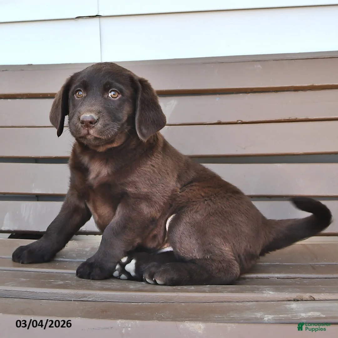 Labrador Retriever dogs for sale: Lucy - Ad 2