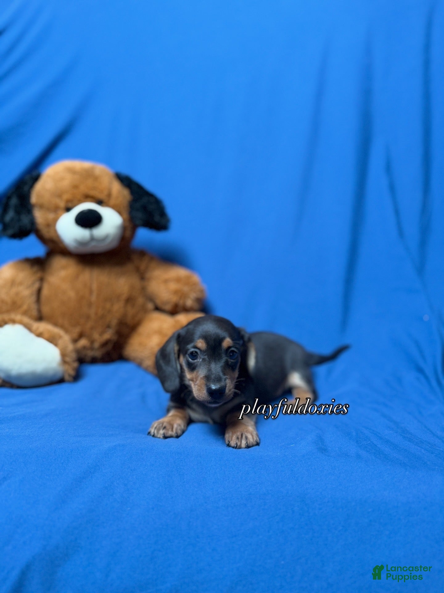 Miniature Dachshund dogs Smooth coat black & tan male AKC  - Ad 11