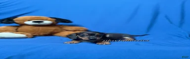 Smooth coat black & tan male AKC 