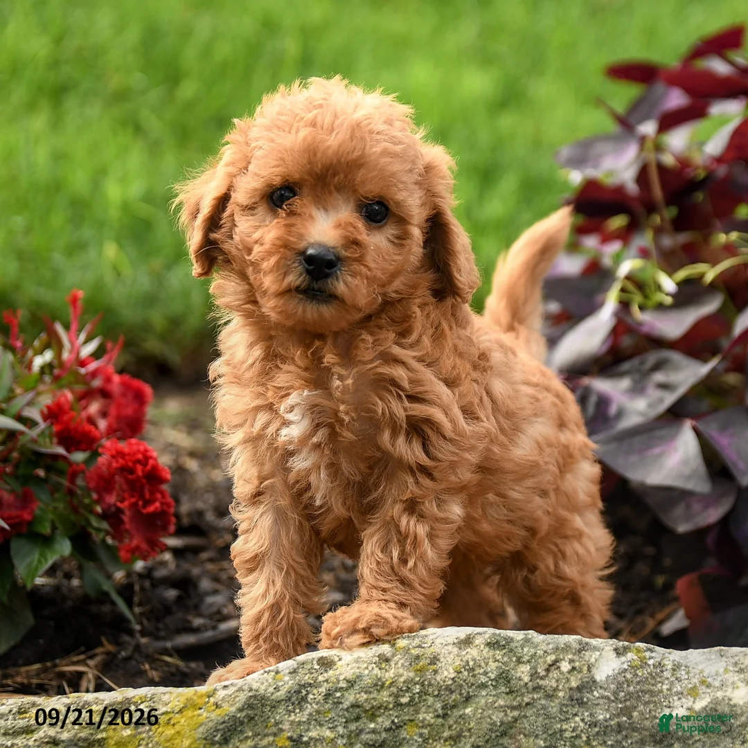 Miniature Labradoodle dogs for sale: Pansy - Ad 2