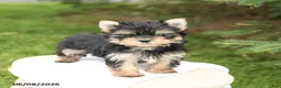Morkie dogs for sale: Benny - Ad 1