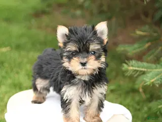 Morkie dogs for sale: Benny - Ad 3