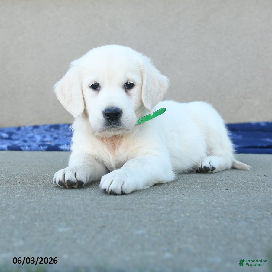 Golden Retriever dogs for sale: Fern - Ad 3