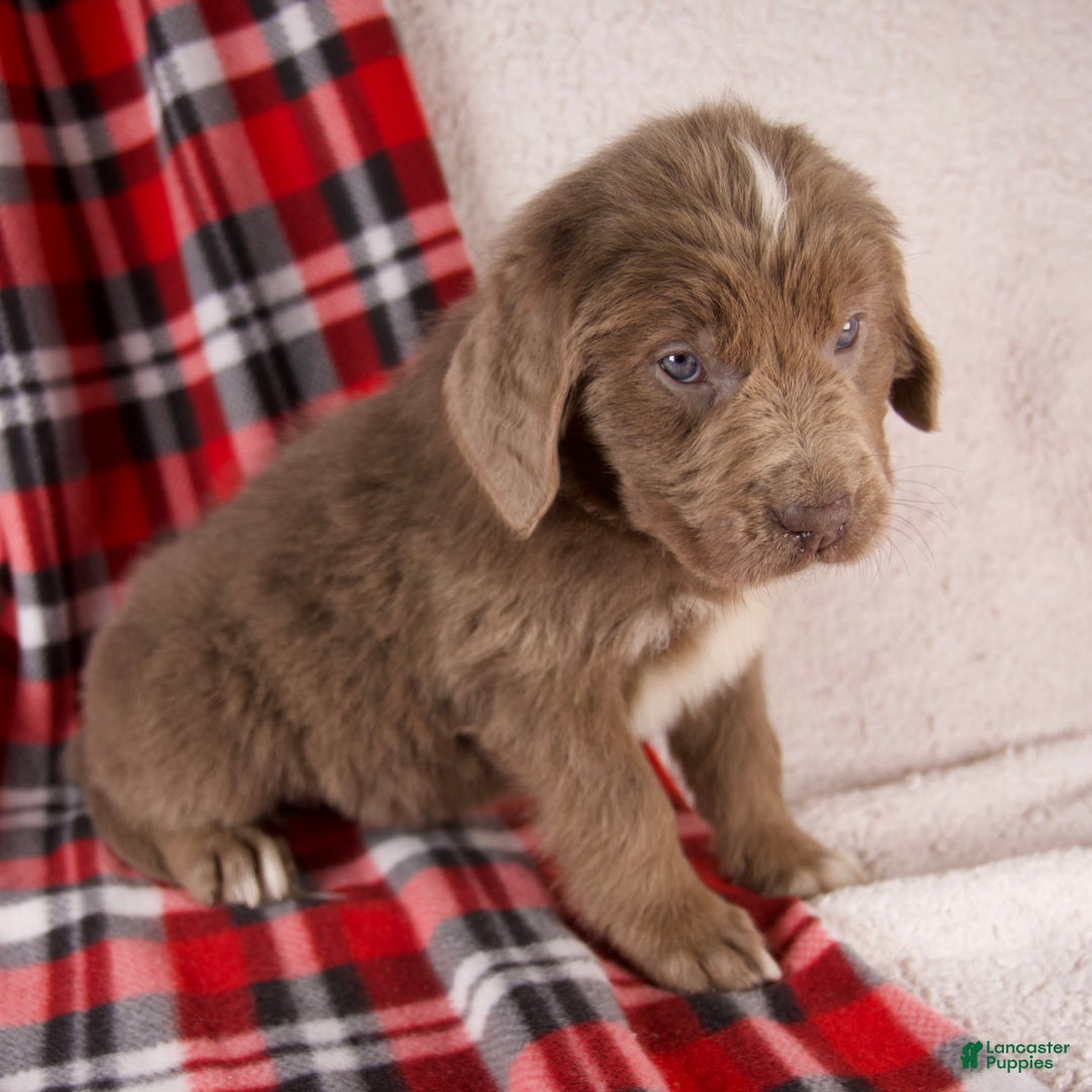 Newfoundland dogs for sale: Flora - Ad 3