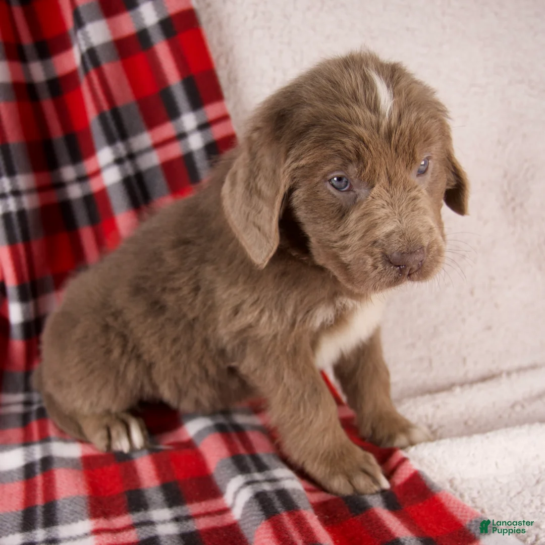 Newfoundland dogs for sale: Flora - Ad 3