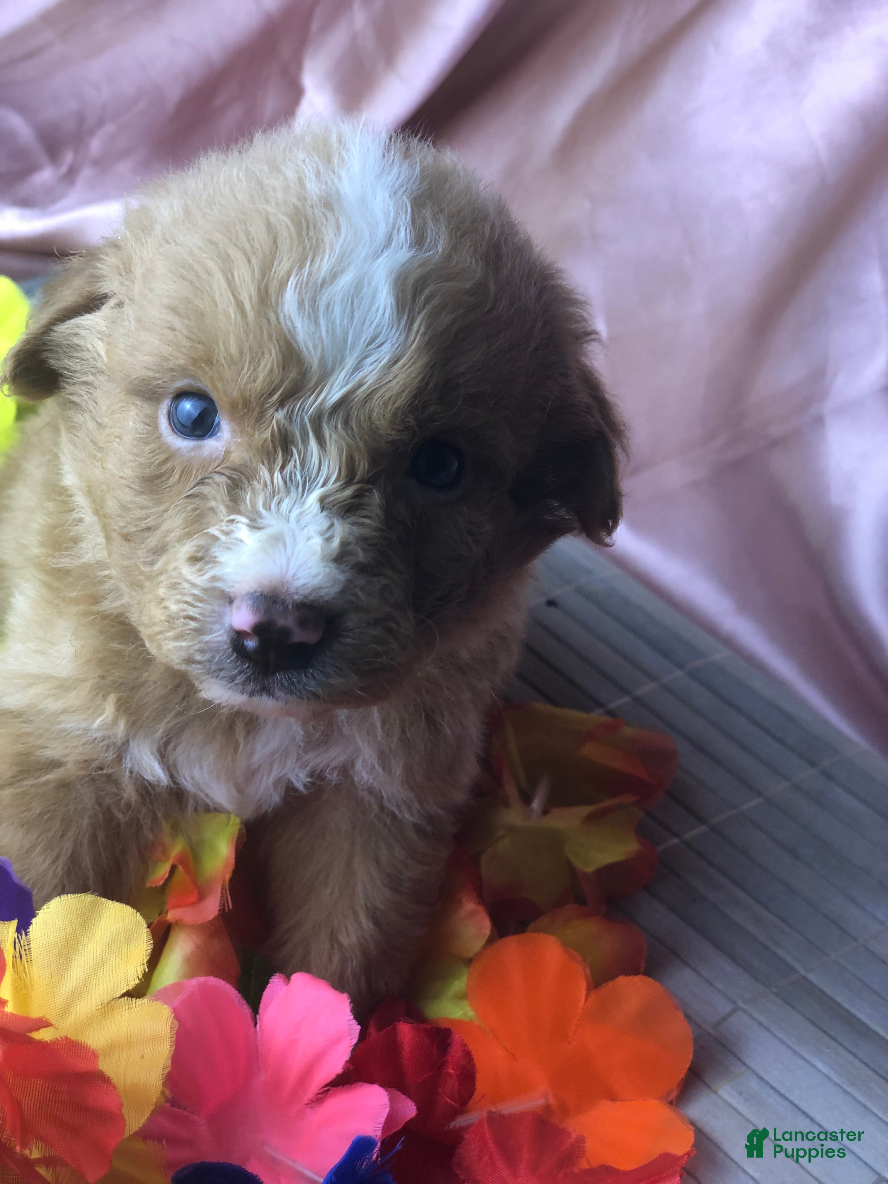 Australian Shepherd dogs Australian Shepherd 2 (Teddy)  - Ad 7