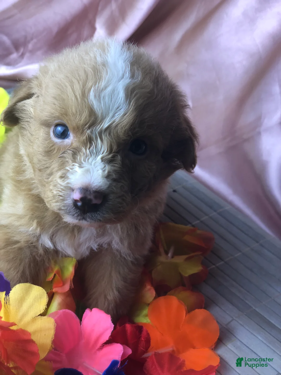Australian Shepherd dogs for sale: Australian Shepherd 2 (Teddy)  - Ad 1