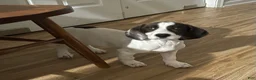 Mixed Breed dogs for sale: Tilly - Ad 5