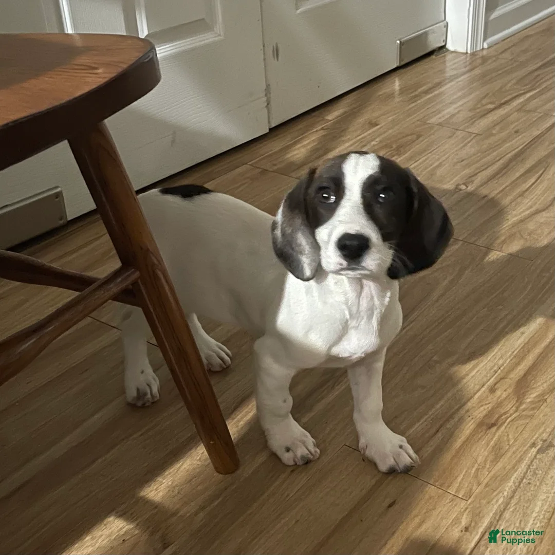 Mixed Breed dogs for sale: Tilly - Ad 5