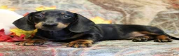 Miniature Dachshund dogs for sale: Otto - Ad 1