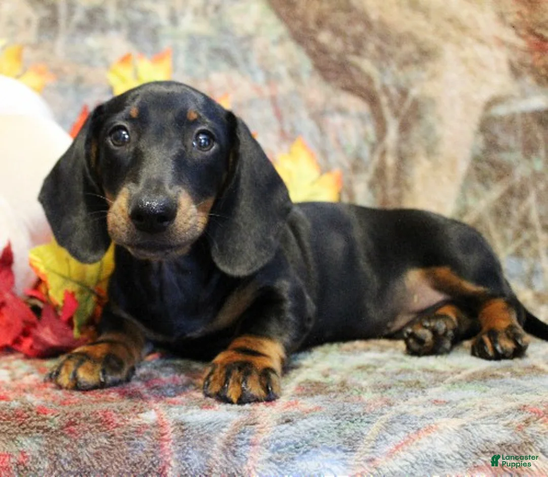 Miniature Dachshund dogs for sale: Otto - Ad 1