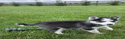 Siberian Husky dogs for sale: Emerson  - Ad 13