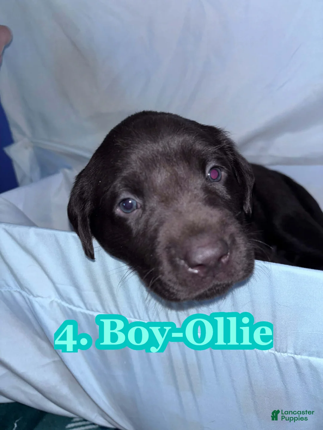 Labrador Retriever dogs for sale: Labrador Retriever Puppy 2 - Ad 1