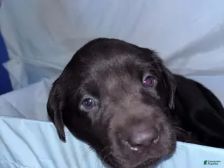 Labrador Retriever dogs Labrador Retriever Puppy 2 - Ad 18