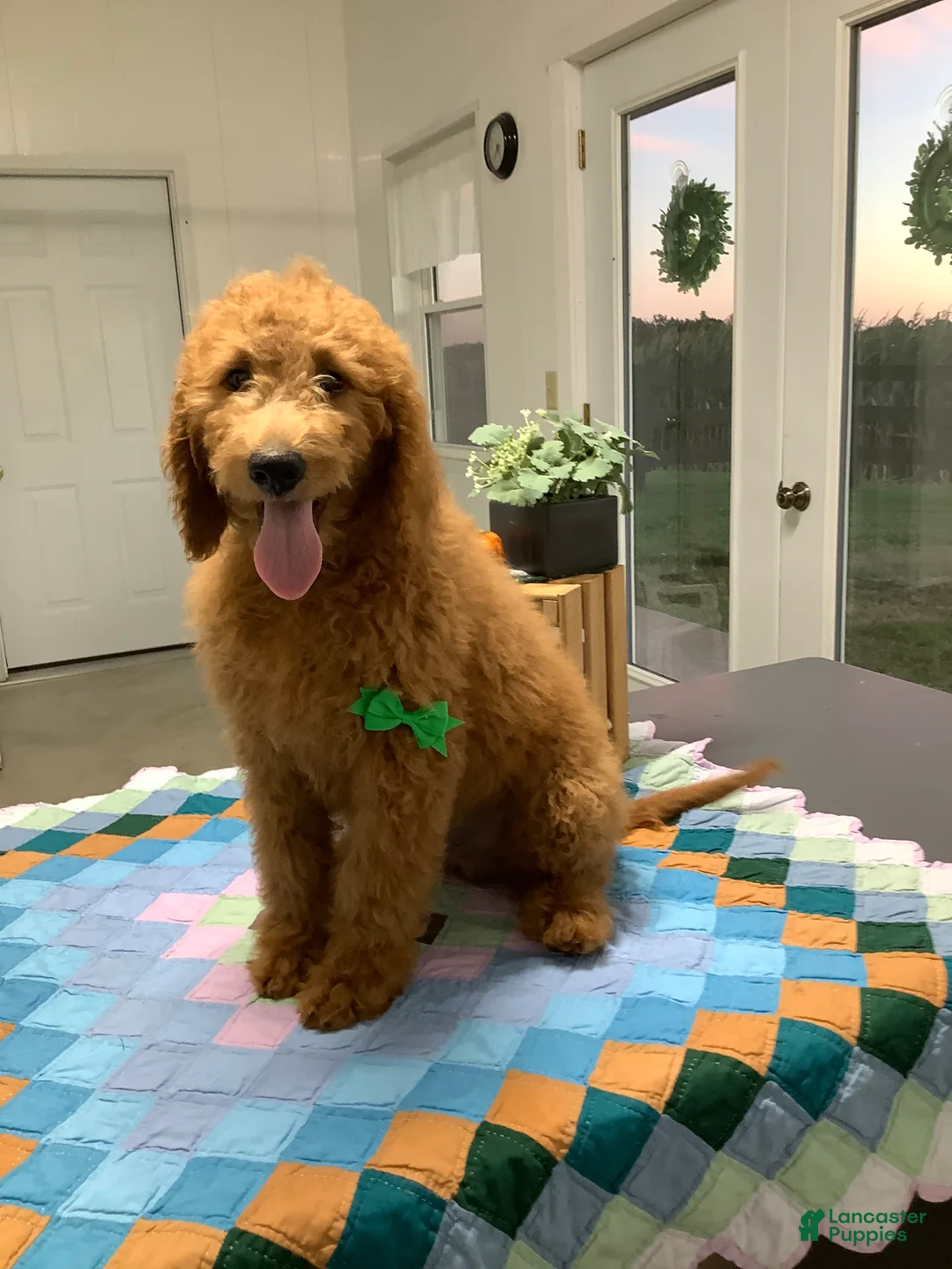 Goldendoodle dogs for sale: Goldendoodle 1 Rascal - f1b   - Ad 2
