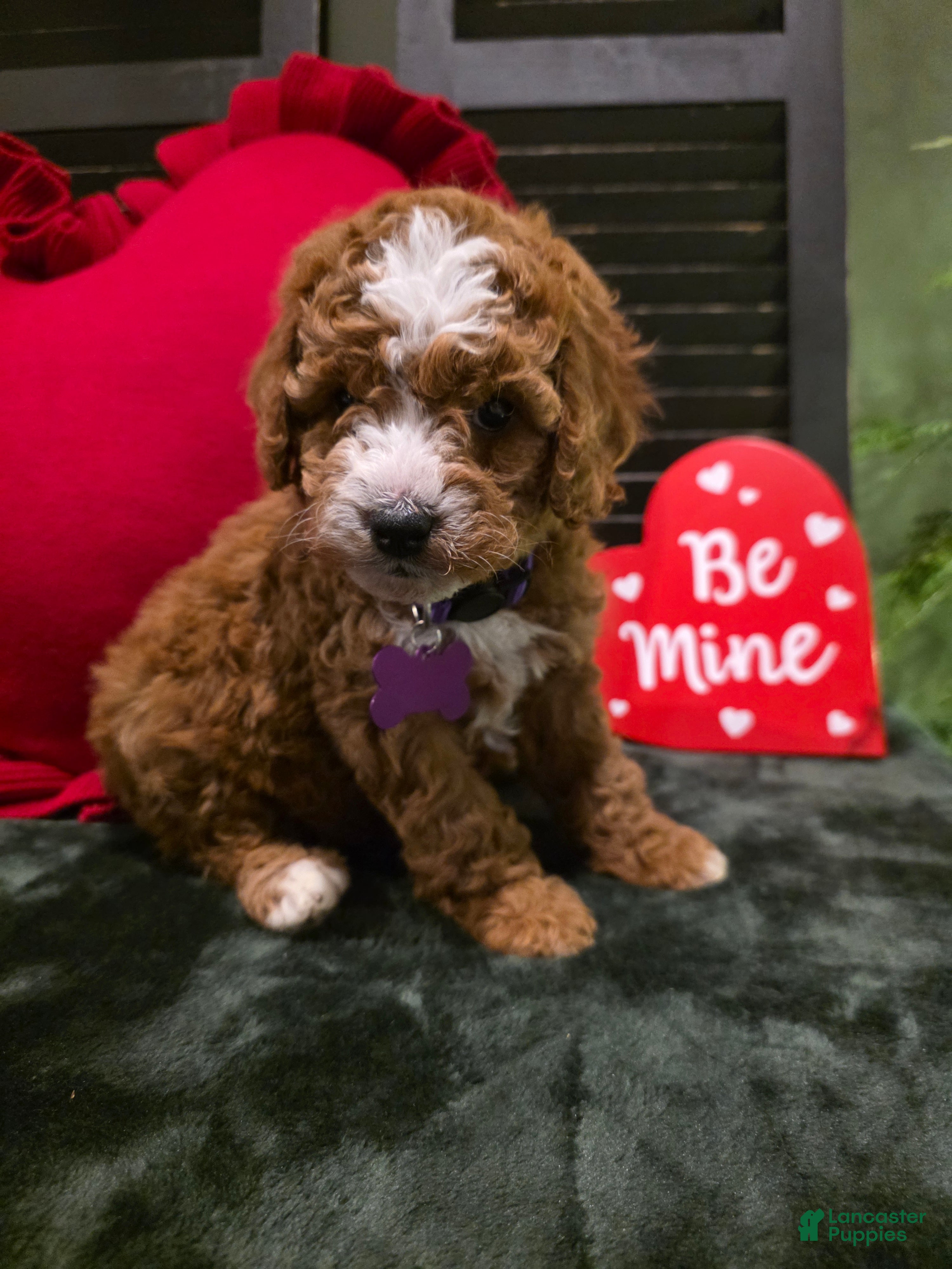 Mini Bernedoodle dogs Star - Ad 2