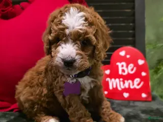 Mini Bernedoodle dogs Star - Ad 2