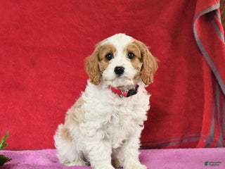 Cavapoo dogs - Ad 19