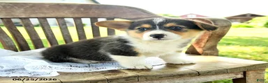 Reggie