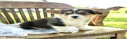 Welsh Corgi Pembroke dogs for sale: Reggie - Ad 1