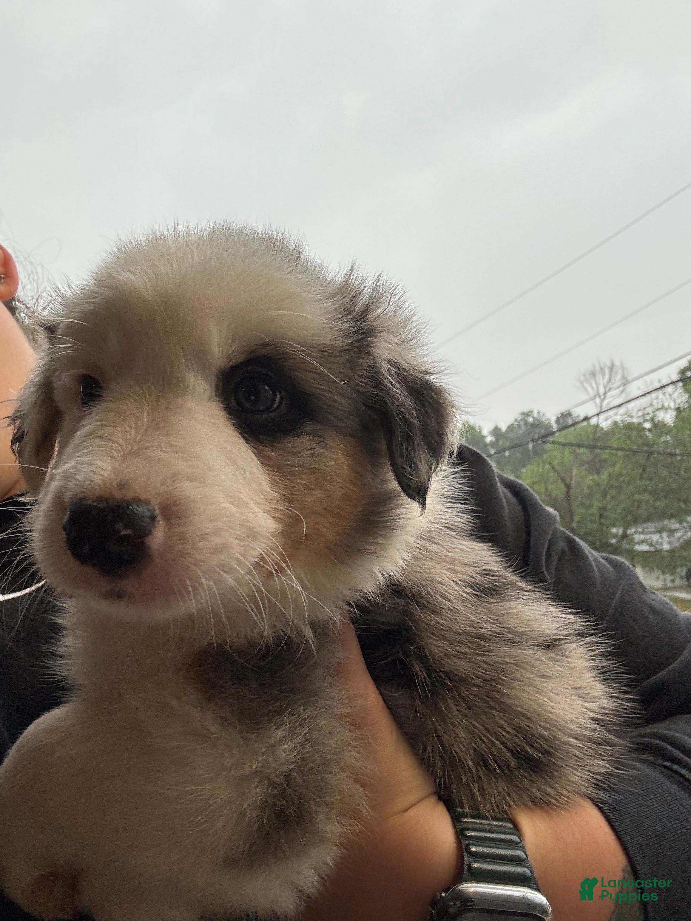 Border Collie dogs Bluey - Ad 39