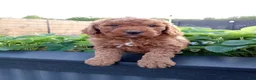 Mini Goldendoodle dogs for sale: Cole F1b - Ad 6