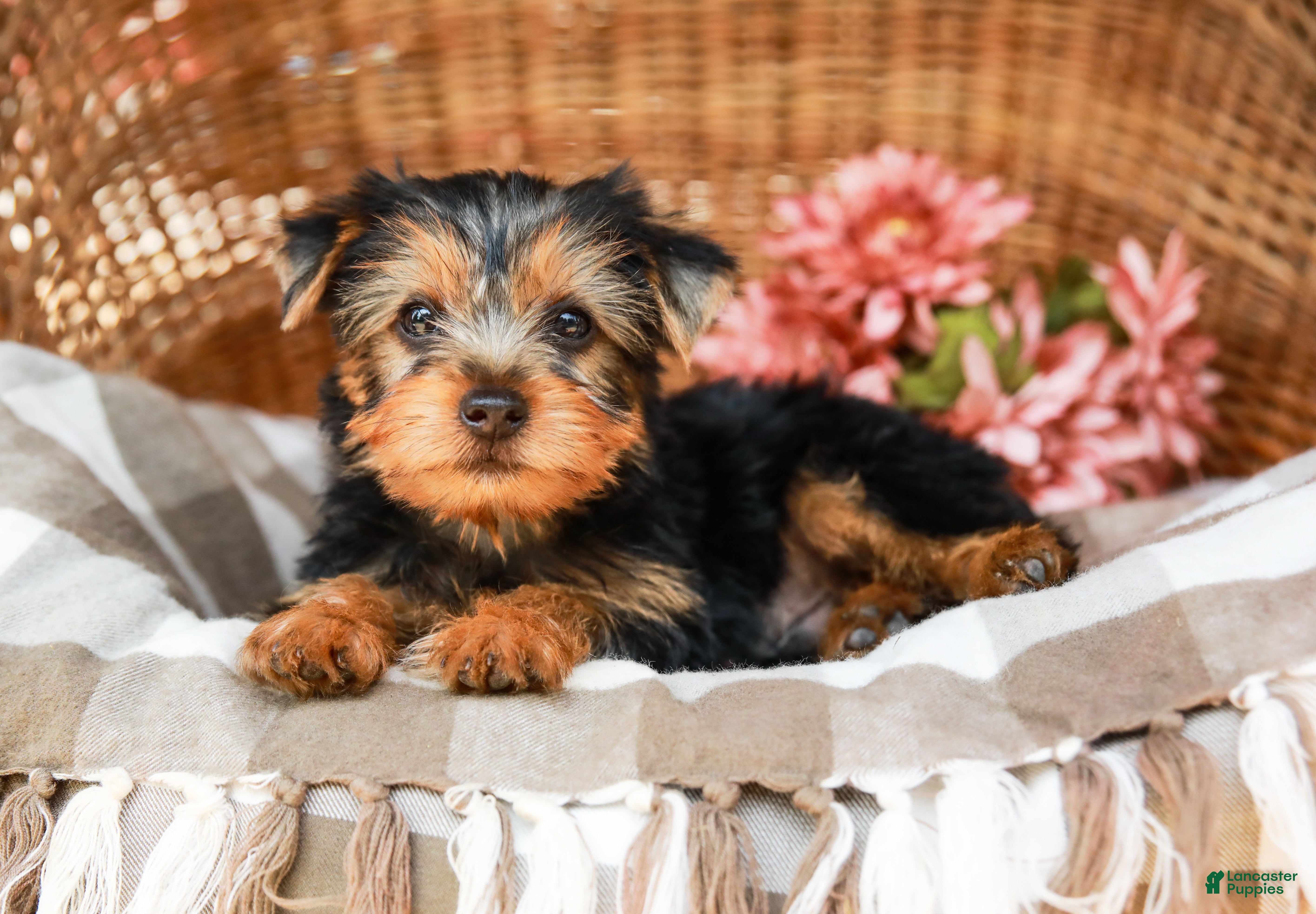 Yorkshire Terrier dogs Mocha - Ad 2