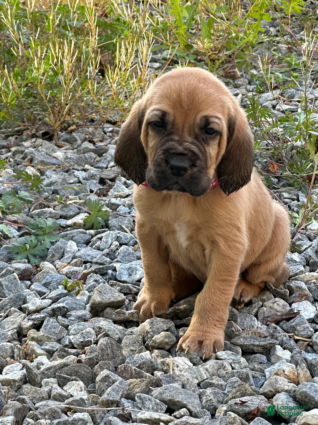 Bloodhound dogs for sale: Bloodhound Puppy 1 - Ad 1