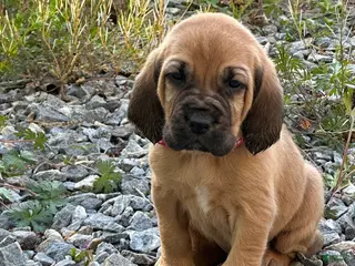 Bloodhound dogs Bloodhound Puppy 1 - Ad 7