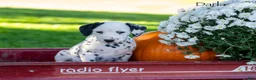 Dalmatian dogs for sale: Darla - Ad 3