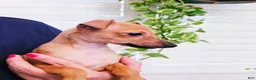 Italian Greyhound dogs for sale: Sebastian - Ad 9