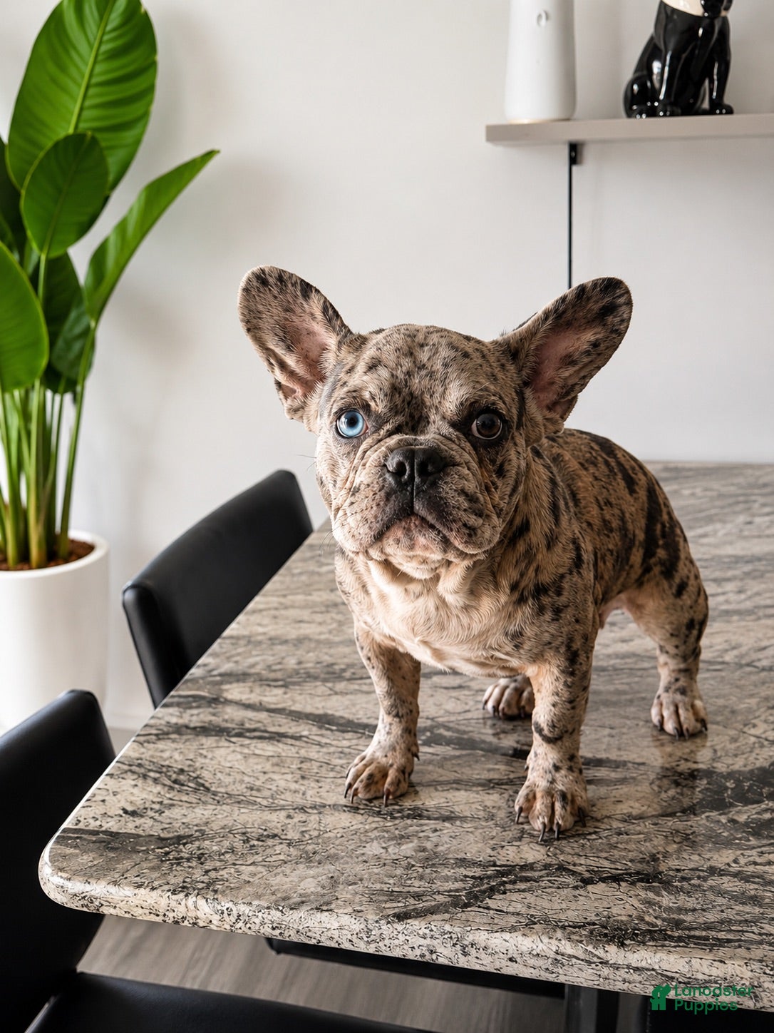 French Bulldog dogs French Bulldog 1 - Ad 2