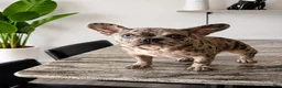 French Bulldog dogs for sale: French Bulldog 1 - Ad 2